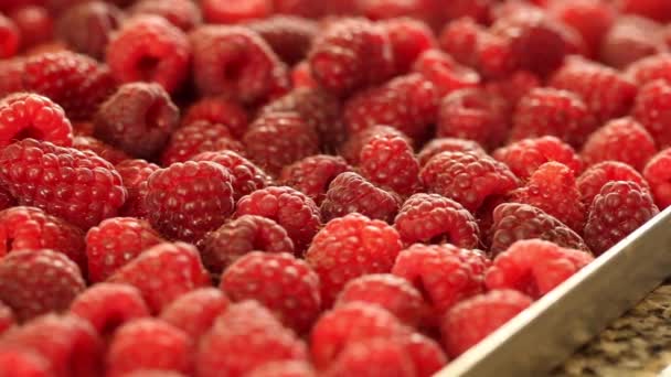 Fresh raspberries — Stock Video