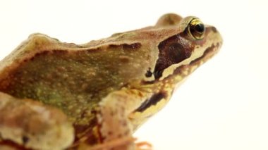 kahverengi kurbağa