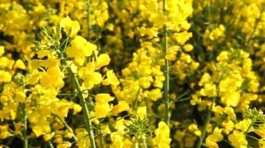 tecavüz tohum çiçekli