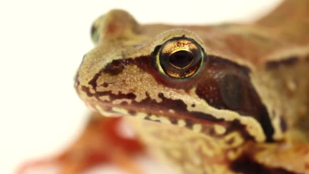 Brown frog close up — Stock Video