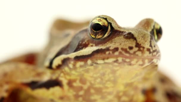 Brauner Frosch aus nächster Nähe — Stockvideo