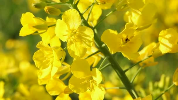 Rape seed flowering — Stock Video