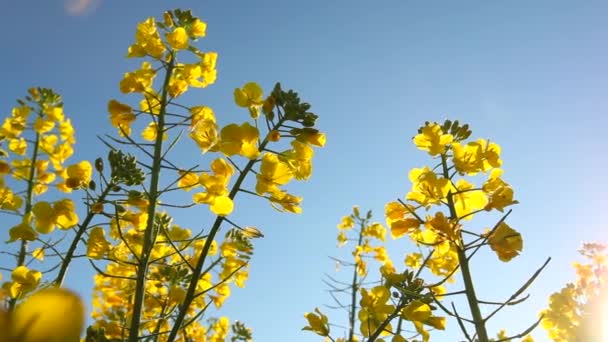 Floración de semillas de colza — Vídeo de stock