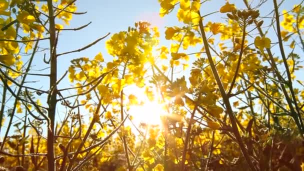 Floración de semillas de colza — Vídeo de stock