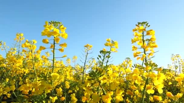 Rape seed flowering — Stock Video