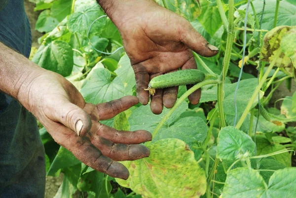 Farmer s hands with cucumber plants — Stock Photo, Image