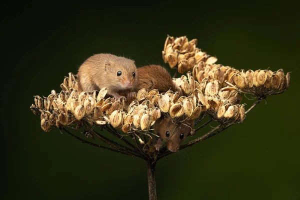 Dos Pequeños Ratones Cosecha Una Cabeza Semilla Vieja Tiene Cabeza — Foto de Stock