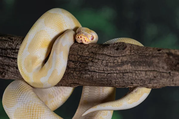Close Albino Royal Python Curled Old Branch — Stock Photo, Image