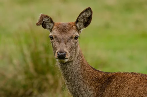 A close up head and shoulder portrait of a young red deer doe. One of her ears is bent over