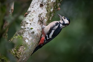 Gümüş bir huş ağacının gövdesine tünemiş büyük benekli bir ağaçkakan.
