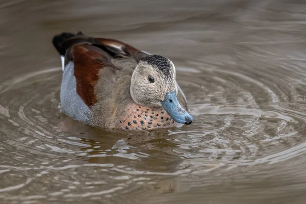 Close Ringed Teal Drake Callonetta Leucophrys Fandící Vodě — Stock fotografie