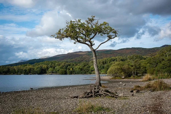 Lone Tree Bij Milarrochy Bay Loch Lomond Net Ten Noorden — Stockfoto