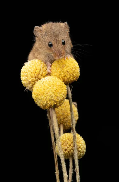 Dekat Dengan Tikus Panen Micromys Minutus Menyeimbangkan Craspedia Yellow Billy — Stok Foto