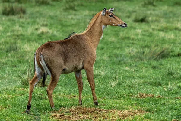 Nilgai Boselaphus Tragocamelus Den Största Asiatiska Antilopen — Stockfoto