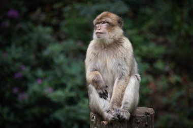 Bir ağaç kütüğünün tepesinde, doğal koyu yeşil bir zemine karşı duran barbar bir makakın görüntüsü.