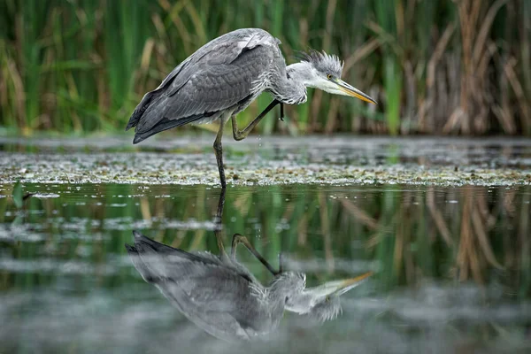 Grey Heron Standing Water Scratching Its Head Feathers Sticking Reflection — Stock Photo, Image
