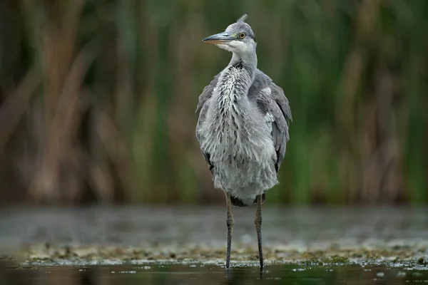 Grey Heron Standing Water Its Feathers Ruffled — Stock Photo, Image