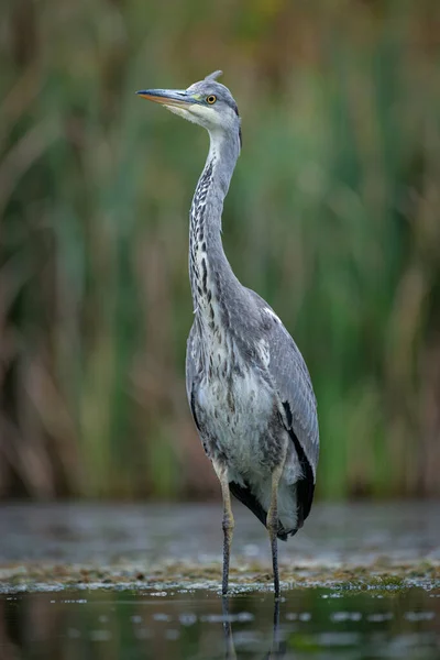 Portrait Grey Heron Stands Upright Water — Stock Photo, Image