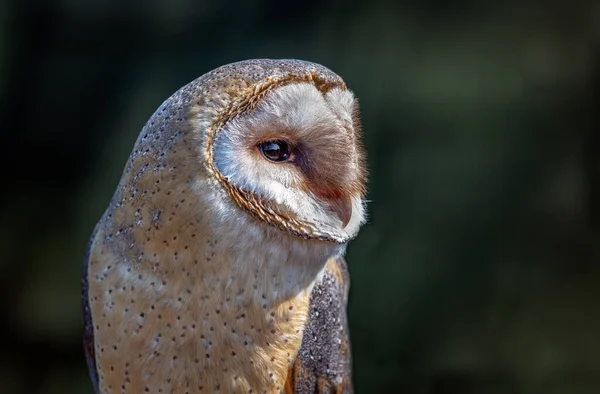 Close Half Length Portrait Barn Owl Tyto Alba — Stockfoto