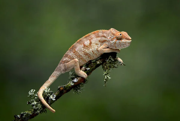 Profil Portrét Chameleon Chamaeleonidae Jak Vyváží Větvi Ocasem Jako Kotva — Stock fotografie