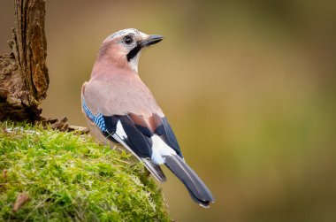 Avrasya alakarga kuşu, Garrulus glandarius, eski bir liken kaplı ağaç kütüğüne tünediği için. Sırtı kameraya dönük ve kafası da sağ tarafa, kopyalama alanına bakıyor.