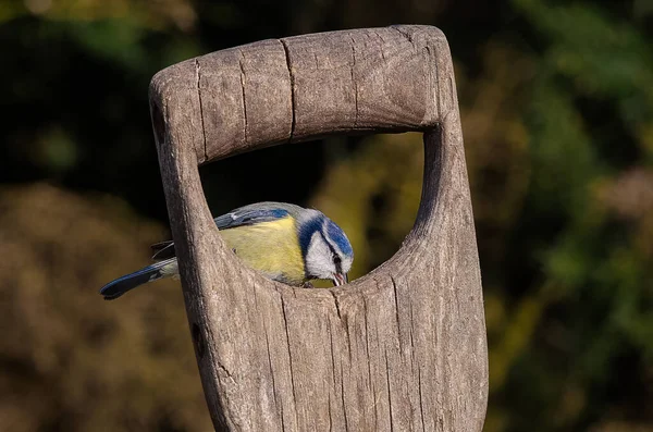 Blue Tit Perched Wooden Fork Handle — Zdjęcie stockowe