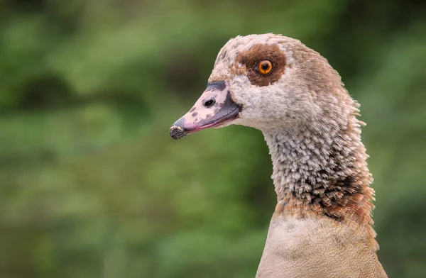 Very Close Photograph Egyptian Goose Alopochen Aegyptiaca Shows Detail Head — Stock fotografie