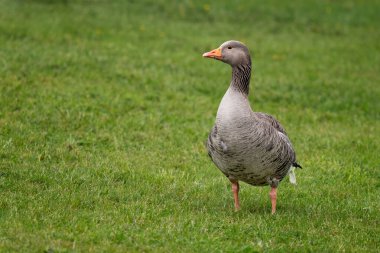 Bir greylag, graylag, kaz, anser anser, bir çim tarlasında dik duran