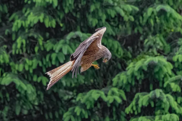 Cerf Volant Rouge Vol Regarde Ses Sermons Pour Nourriture Vient — Photo