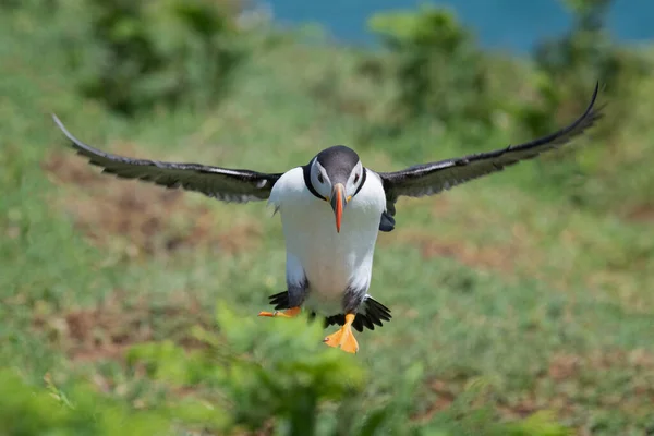 Eine Nahaufnahme Eines Atlantischen Papageitauchers Der Auf Die Kamera Zufliegt — Stockfoto