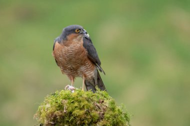 A male sparrowhawk, Accipiter nisus, is perched on an old lichen covered tree stump. It has white fur in its beak where it has been feeding on prey