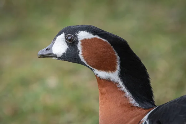 Close Neck Head Red Breasted Goose Branta Ruficollis — Stock fotografie