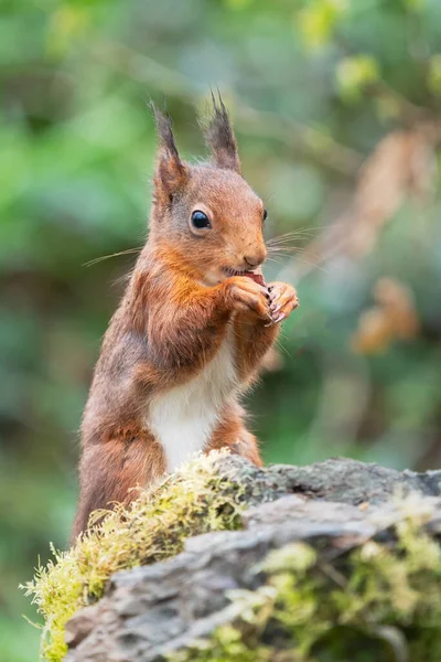 Red Squirrel Sciurus Vulgaris Sits Top Stone Wall Eating Hazelnut — Φωτογραφία Αρχείου
