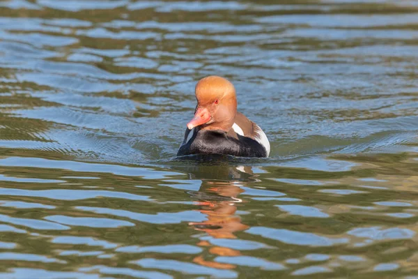 Close Red Crested Pochard Swims Camera Reflected Water — Stock fotografie