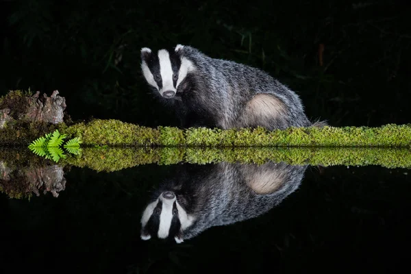 Badger Sits Side Pool Night Facing Forward Reflected Still Water — 스톡 사진