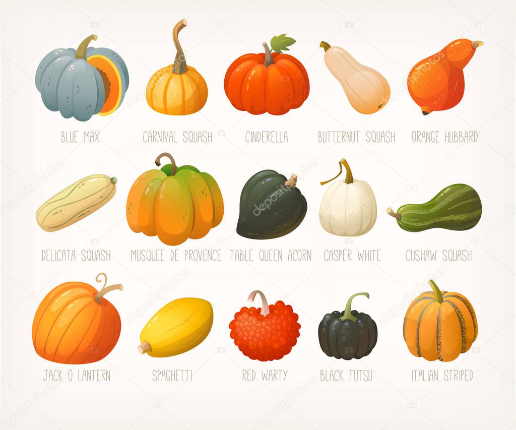 Big variety of pumpkins with names. List of famous squashes pumpkins and gourds. Pumpkins for halloween decorations. Isolated vector clip arts