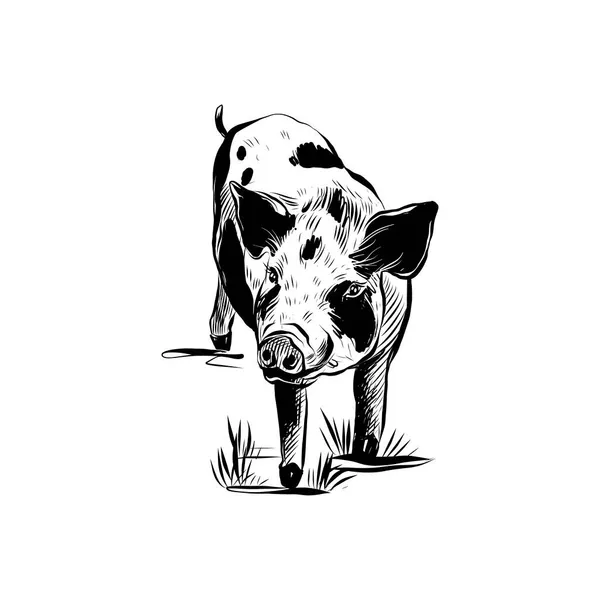スケッチ豚。手描きベクトルイラスト。白い背景に隔離された包装、印刷、デザインのためのファーム豚 — ストックベクタ