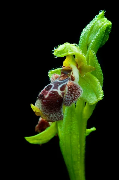 Ophrys kotschyi 花 — ストック写真