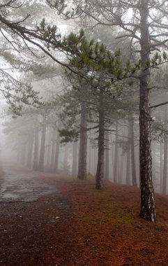 Forest road in fog clipart