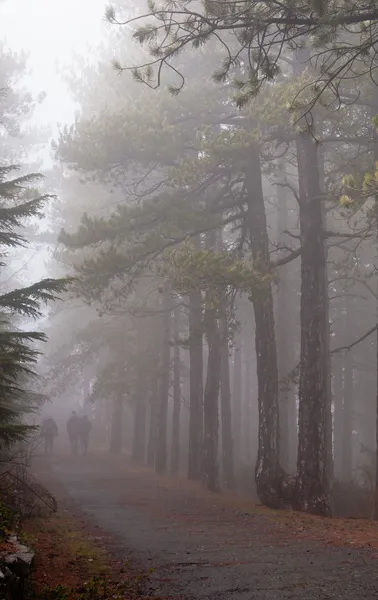 Walking in a forest with fog — Stock Photo, Image
