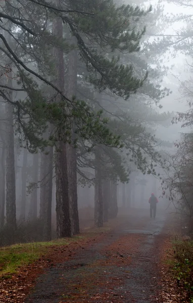 Лес с туманом и человек ходьба — стоковое фото