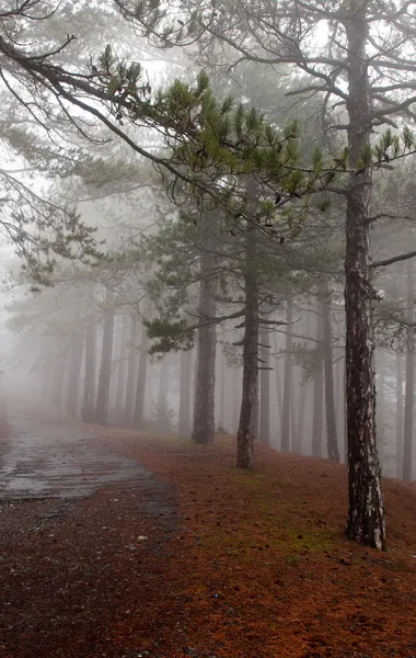 Strada forestale nella nebbia — Foto Stock