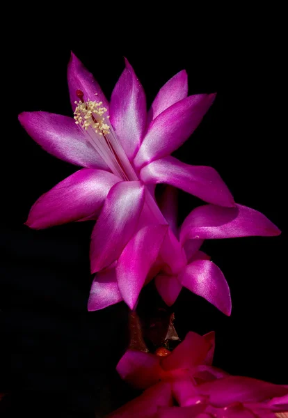Christmas cacti flower — Stock Photo, Image