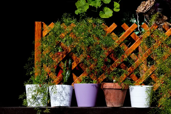 Blomkrukor med gröna växter — Stockfoto