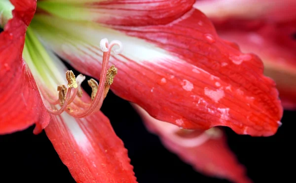 Wielkanoc czerwony lilii kwiat — Zdjęcie stockowe