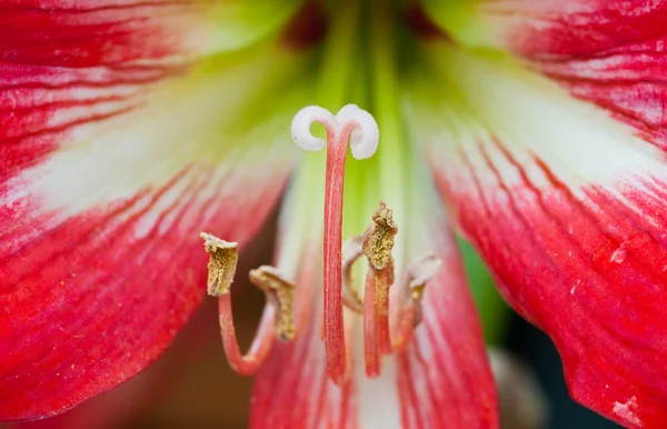 Pâques Lilium fleur rouge — Photo