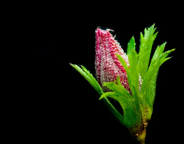 アネモネ冠状花 — ストック写真