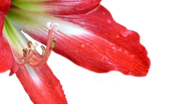 Easter lilium flower — Stock Photo, Image