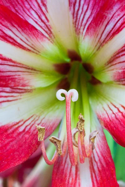 Pâques Lilium fleur rouge — Photo