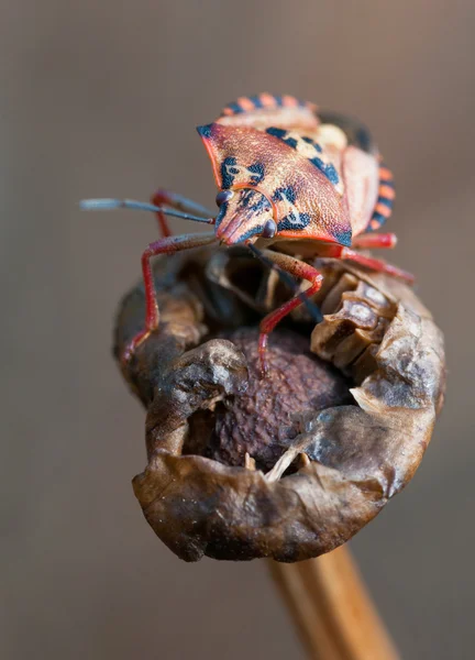 Färgstark insekt på en växt — Stockfoto